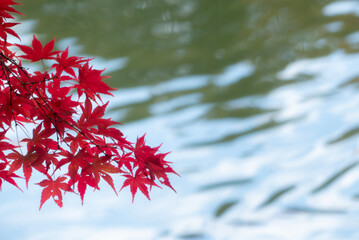 公園の池の上の真っ赤な紅葉　秋の風景