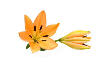 Lily flower isolated on white background