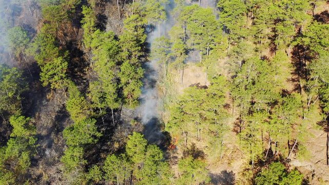 Aerial view of a forest wildfire with smoke rising among pine trees near Bontoc and Sagada in the Philippines. Dry vegetation and green pine trees are visible in the mountainous landscape.