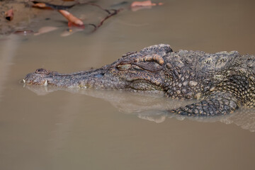 The crocodile is sleep on the river near canal