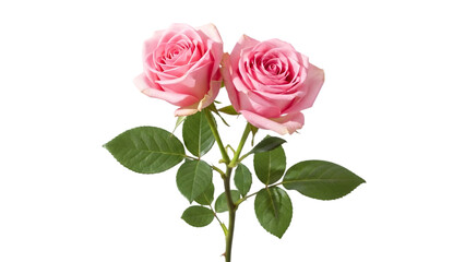 Fototapeta premium Two delicate pink roses with green leaves against a black background