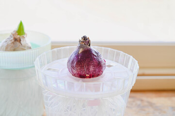 冬の窓辺の水栽培のヒヤシンス