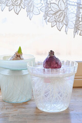 冬の窓辺の水栽培のヒヤシンス