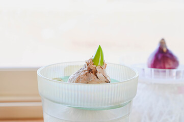 冬の窓辺の水栽培のヒヤシンス