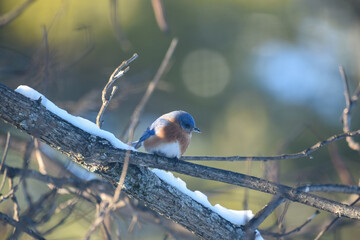 Eastern Bluebird Perched on Snow-Dusted Branches in Winter