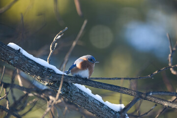 Eastern Bluebird Perched on Snow-Dusted Branches in Winter