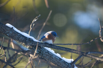 Eastern Bluebird Perched on Snow-Dusted Branches in Winter