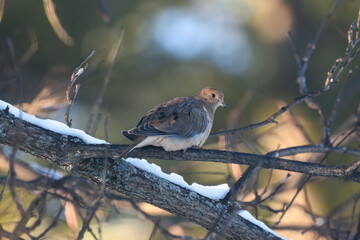 Mourning Dove Perched on a Snow-Covered Branch in Winter