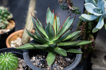 Agave burnt burgundy growing in a pot. This plant is a striking, drought-tolerant hybrid succulent...