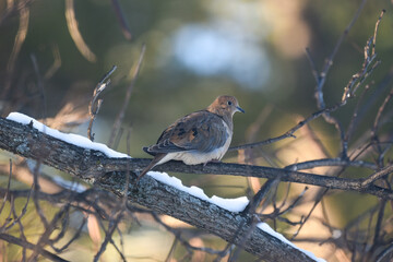 Mourning Dove Perched on a Snow-Covered Branch in Winter