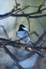 Black-Capped Chickadee Perched on Bare Winter Branches