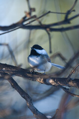 Black-Capped Chickadee Perched on Bare Winter Branches