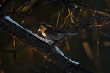 Black-Eyed Junco Resting on a Snow-Dusted Branch at Sunset
