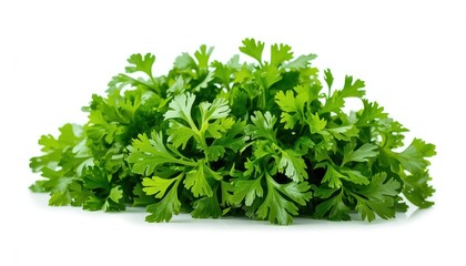 Obraz premium Fresh green parsley bunch isolated on a clean white background