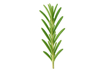 Fototapeta premium Fresh green rosemary sprig on transparent background