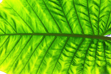 Colorful green leaf background with detail vein natural patterns
