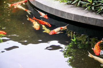 Carp fish swimming closeup background
