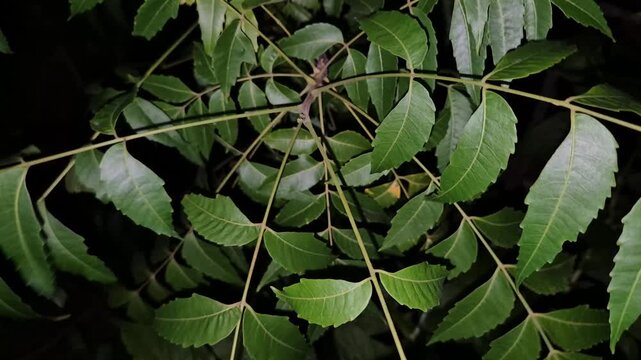 Azadirachta indica branches of neem tree leaves at night with black background. natural medicine	