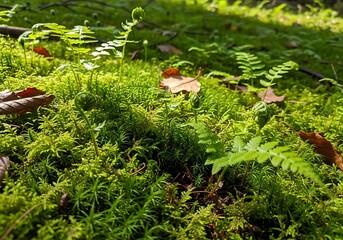 A vibrant close-up of new fiddlehead ferns emerging from a lush green moss carpet on the forest floor