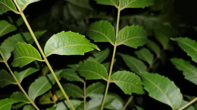 Azadirachta indica branches of neem tree leaves at night with black background. natural medicine	