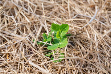 冬の野菜畑のえんどう