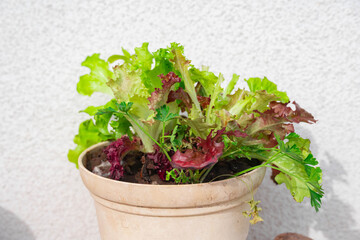 鉢に植えたレタスミックスとイタリアンパセリ