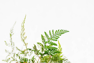 白背景にシダ植物