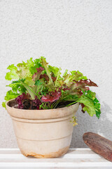 鉢に植えたレタスミックスとイタリアンパセリ