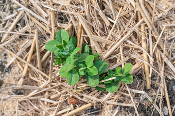 冬の野菜畑のえんどう