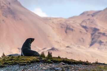 Impression of the seals resting on the beaches at Fortuna Bay, south Georgia.
