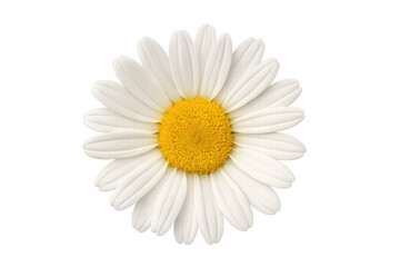 White daisy flower head on transparent background