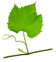 Green fresh grape leaf. Grape leaves vine branch with tendrils and young leaves. Small grape branch on transparent, png