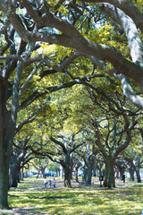 Ancient live oaks canopy City Park, New Orleans.
