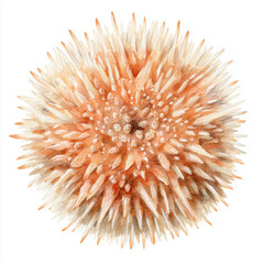 Watercolor illustration of Sea urchin, hand-painted watercolor style, realistic anatomy, soft pastel tones, subtle texture, isolated on white background