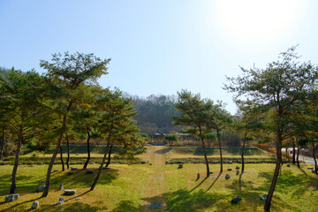 A beautiful pine garden as soon as you enter the gate