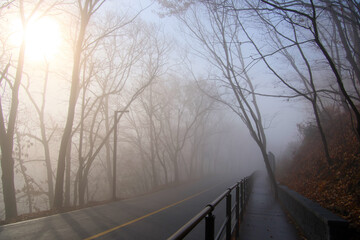 A road in a foggy forest