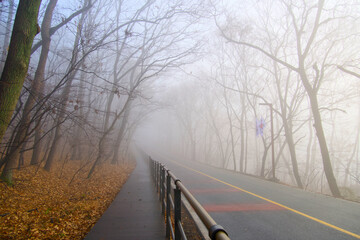 A road in a foggy forest