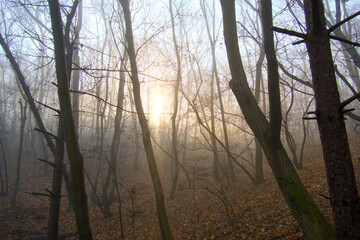 A tree in a misty forest