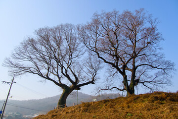 Two giant trees under the blue sky