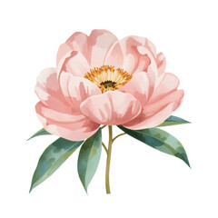 Pink peony flower watercolor illustration with green leaves, hand drawn vintage botanical art