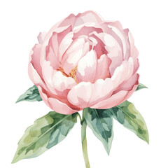 Pink peony flower watercolor illustration with green leaves, hand drawn botanical art
