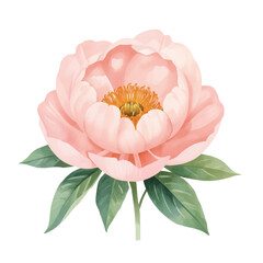 Beautiful pink peony flower watercolor illustration with green leaves, hand drawn botanical art