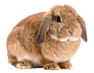Adorable Brown Lop-Eared Rabbit Sitting Still Isolated on White Background.