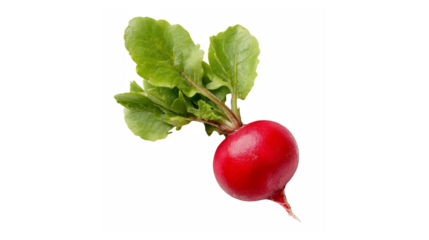 A single fresh red radish with vibrant green leaves against a solid black background