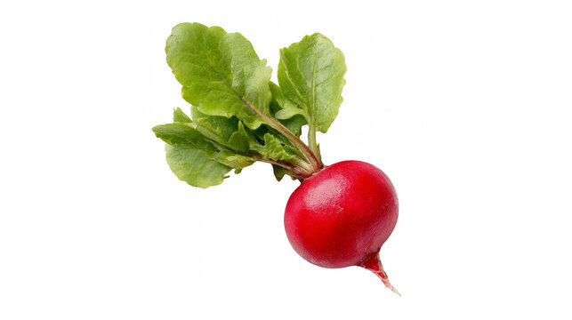 A single fresh red radish with vibrant green leaves against a solid black background