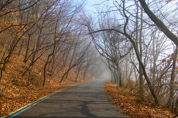 Fototapeta premium A foggy day on a trail somewhere