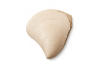 White clam shell on transparent background