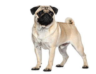 Obraz premium A Pug Dog Standing Proudly on a White Background.