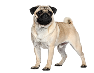 A Pug Dog Standing Proudly on a White Background.