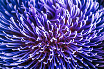 Close-Up of Vibrant Purple Flower Petals